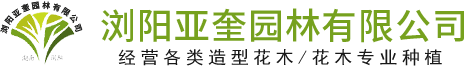 浏阳亚奎园林有限公司_浏阳红花继木和罗汉松|浏阳小叶女贞和榆树|椤木石楠和桂花哪里的好